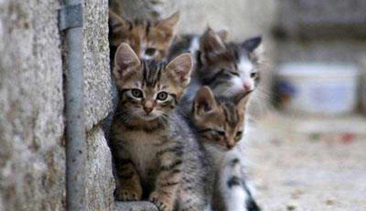 گربه های خیابانی مشمول تذکر ممیزهای صداوسیما شدند