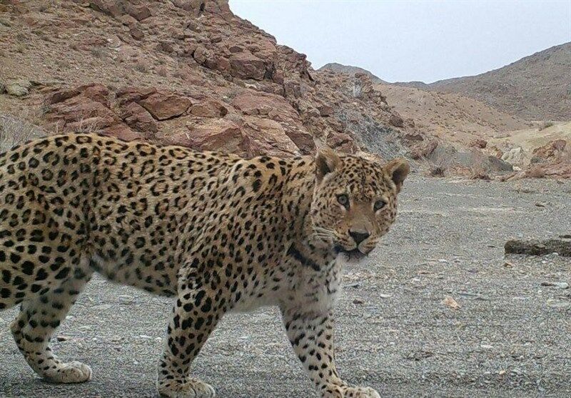 مشاهده یک گونه پلنگ نادر ایرانی در جیرفت