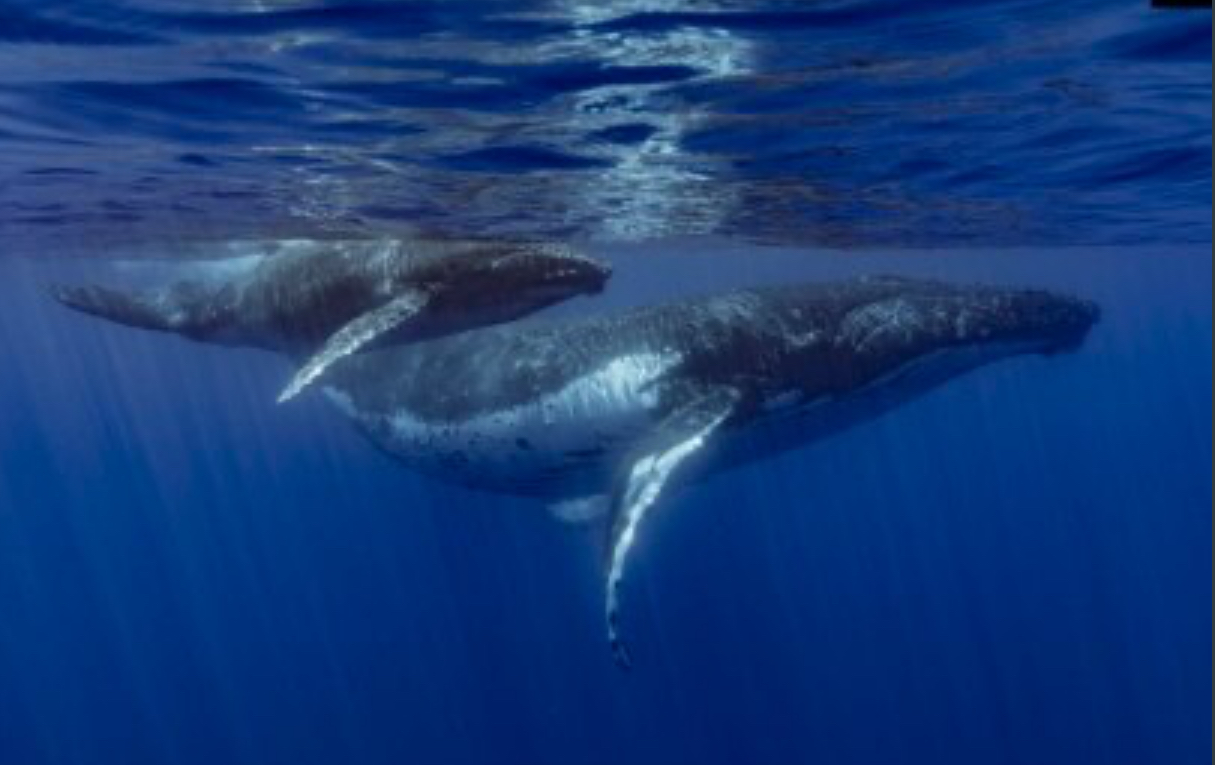 نهنگ‌های بی‌دندان چگونه صدا تولید می‌کنند؟